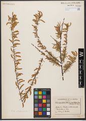 Foto von Salix wilhelmsiana M. Bieb.